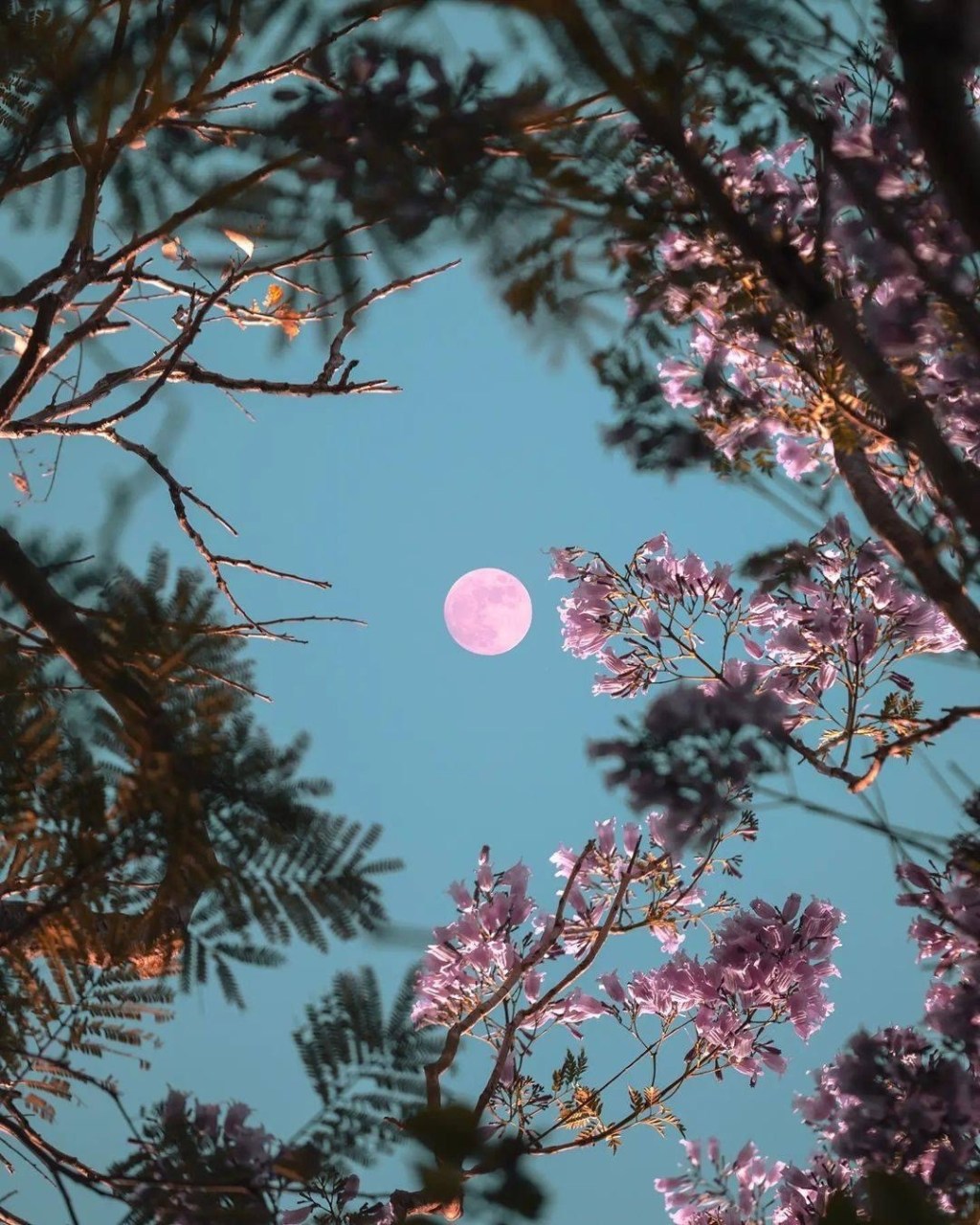 Humble Beginnings – Taurus Full&nbsp;Moon