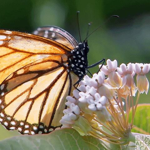 Exploring Nature’s Masterpieces : The Cockrell Butterfly Center In Houston&nbsp;🦋🌿
